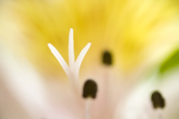 Lily Abstract — Stock Photo, Image