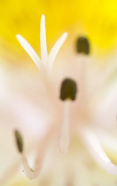 Lily Abstract — Stock Photo, Image