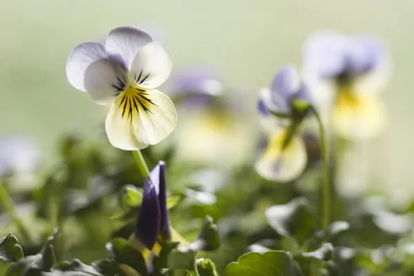 Yellow and Blue Pansy — Stock Photo, Image