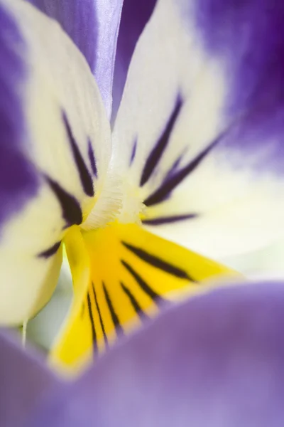 Yellow and Blue Pansy — Stock Photo, Image