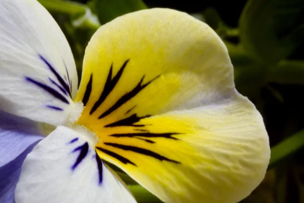 Yellow and Blue Pansy — Stock Photo, Image