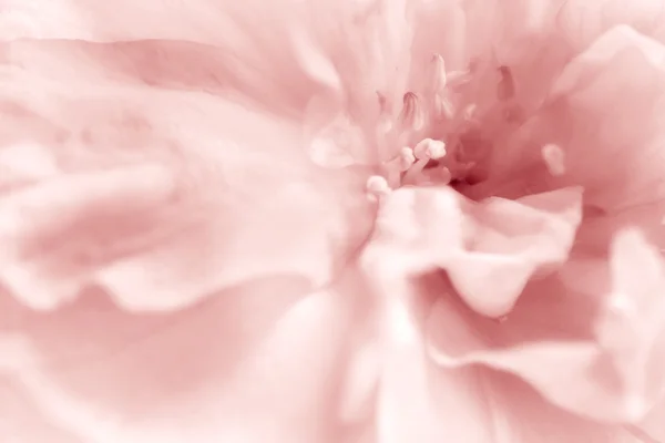 Flor de cerejeira — Fotografia de Stock