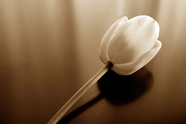 Toned Tulip — Stock Photo, Image