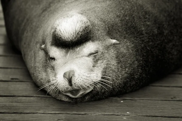 Sea Lion — Stock Photo, Image