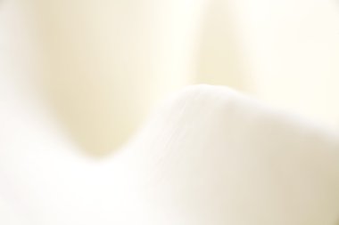 Calla lily soyut