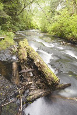 öğleden sonra tatarcık creek