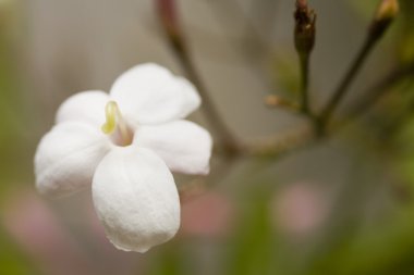 Pastel Grunge arka plan: Pembe serisi