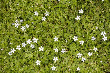 çimen çiçek açan küçük beyaz çiçekler