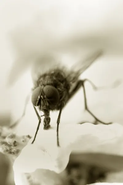 Solo un'altra mosca — Foto Stock
