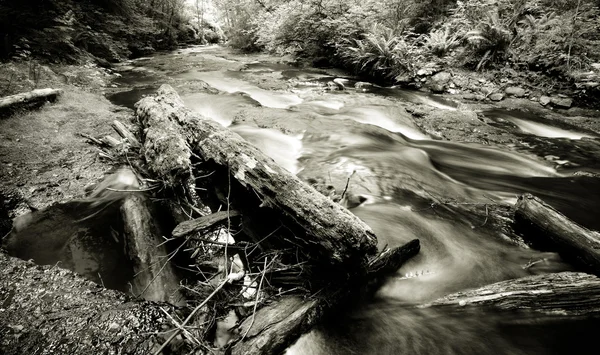 Gnat Creek. — Fotografia de Stock