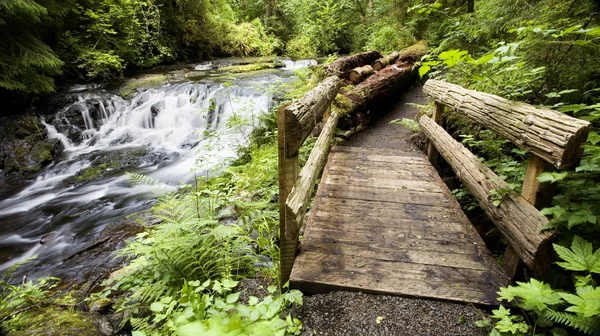 Trail, Gnat Creek — Stock Photo, Image