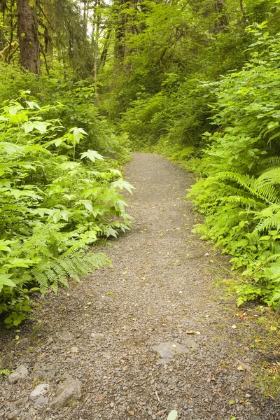 Path into the Forest — Stock Photo, Image