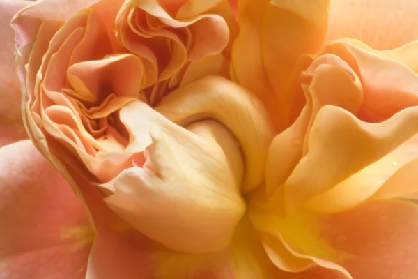 Photo of a bright orange and salmon-colored rose. — Stock Photo, Image