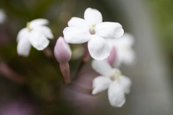 白色的小花 — 图库照片