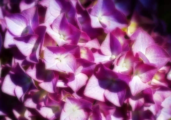 Stock Photo of Purple Hydrangea Flower — Stock Photo, Image