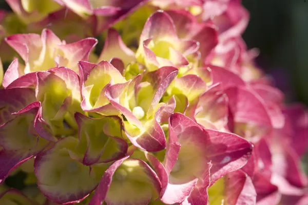 Stock Photo of Purple Hydrangea Flower — Stock Photo, Image