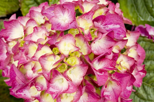 Pink Hydrangea Flower — Stock Photo, Image