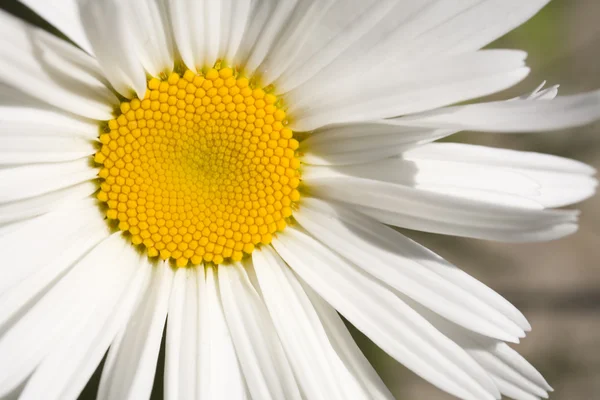 Shasta Daisy — Stockfoto