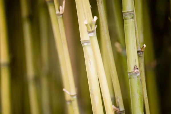 Bamboo hedge — Stock Photo, Image