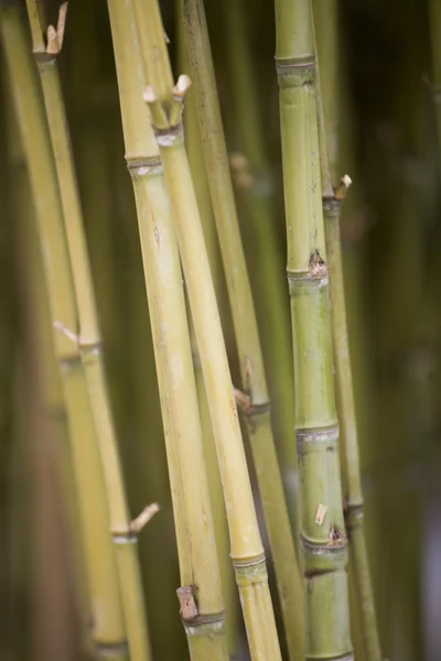 Copertura di bambù — Foto Stock