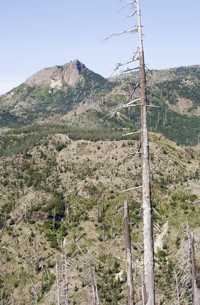 Rebirth of a Valley, near Mount St. Helens — Stock Photo, Image