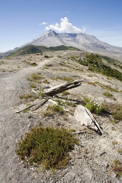 Flores silvestres em Ash: Windy Ridge, Mount St. Helens — Fotografia de Stock