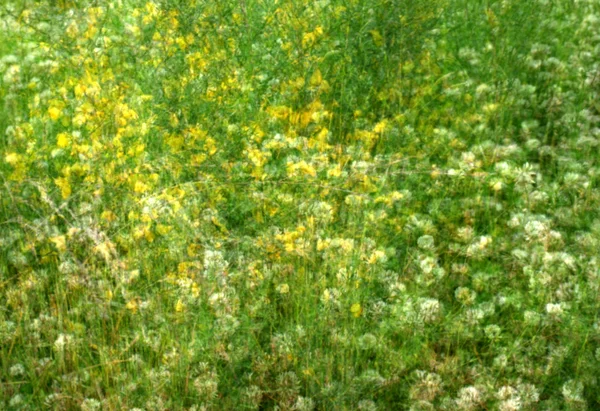 Impressionist Field with Wildflowers — Stock Photo, Image