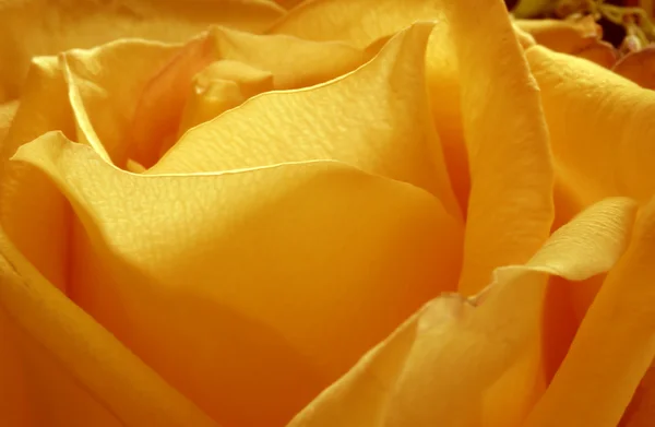 The Orange Rose — Stock Photo, Image