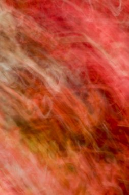 Kırmızı maples sonbahar yaprakları