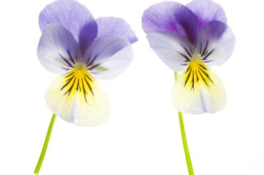Two Blue and Yellow Pansies Isolated on White Background