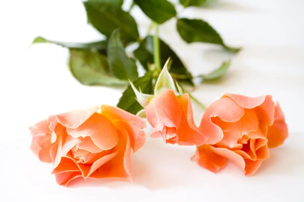 Orange Roses on White Background — Stock Photo, Image