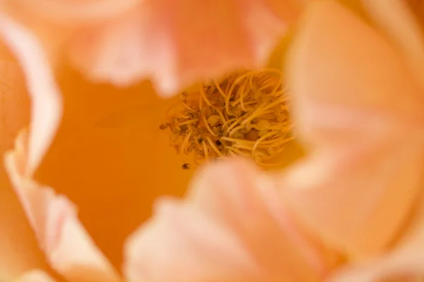 Orange Rose Macro — Stock Photo, Image