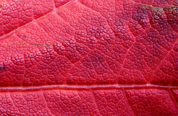 Rötliches Ahornblatt, Hintergrund — Stockfoto