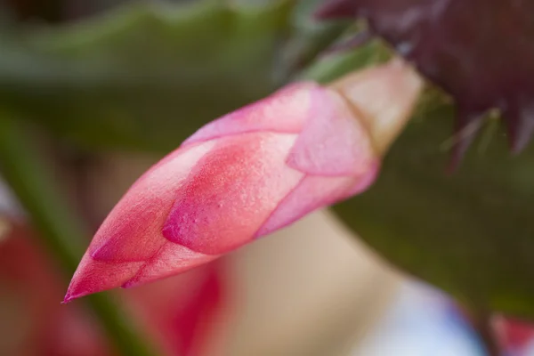 Christmas Cactus — Stock Photo, Image