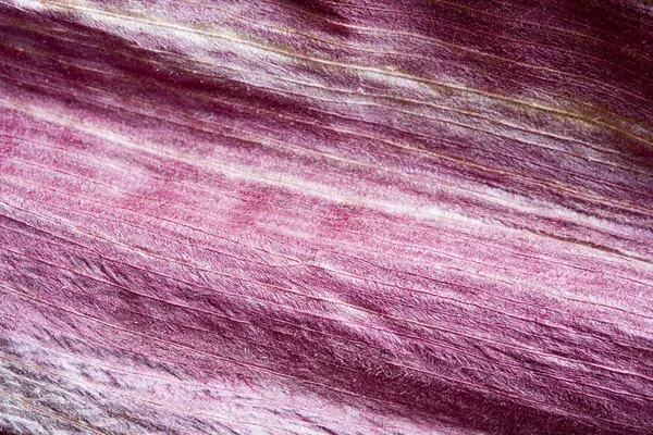 Фиолетовая кукурузная шелуха — стоковое фото