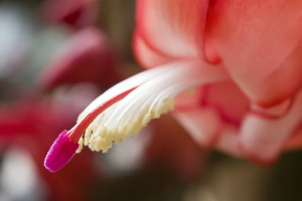 Christmas Cactus — Stock Photo, Image