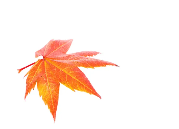 Hoja de arce naranja aislada sobre fondo blanco — Foto de Stock