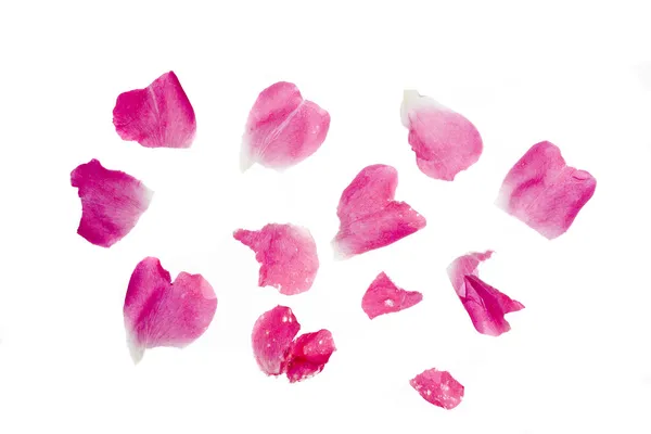 Pink Rose Blossoms Scattered on White Background — Stock Photo, Image