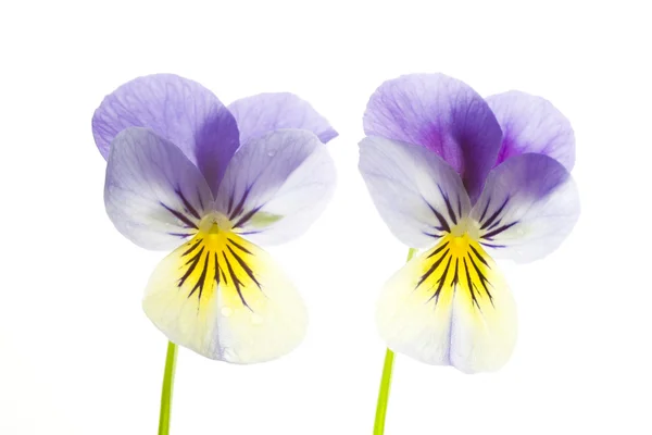 Two Blue and Yellow Pansies Isolated on White Background — Stock Photo, Image