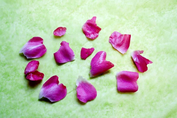 Pink Rose Blossoms Scattered on Green Background — Stock Photo, Image
