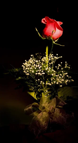 Uma rosa vermelha — Fotografia de Stock