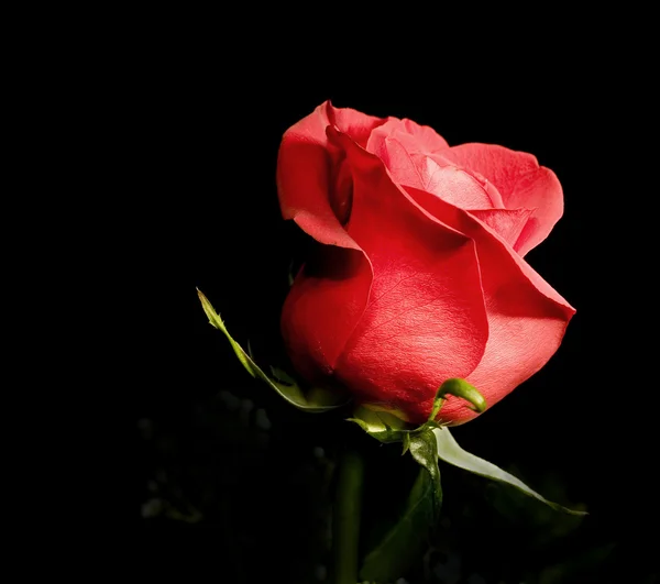 Uma rosa vermelha — Fotografia de Stock