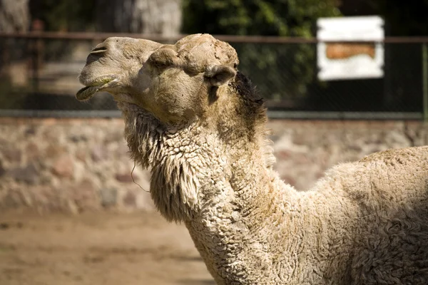 Ein cooles Kamel — Stockfoto