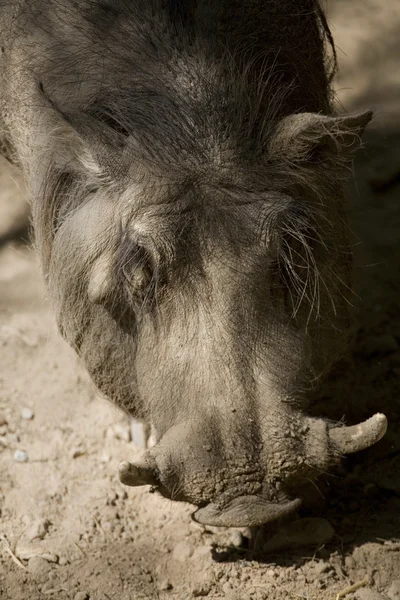Бородатая свинья — стоковое фото