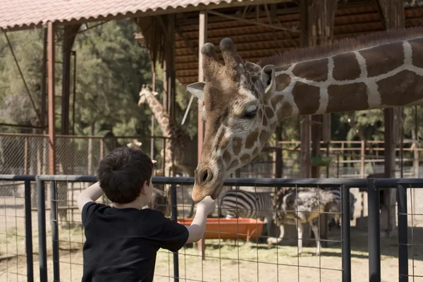 キリンに餌の少年 — ストック写真