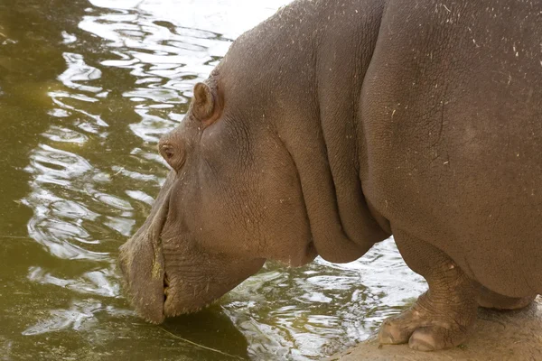 Hemelse hippo — Stockfoto