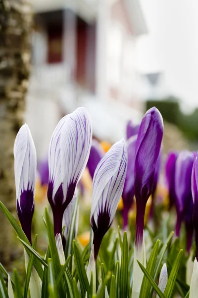 Spring ! — Stock Photo, Image