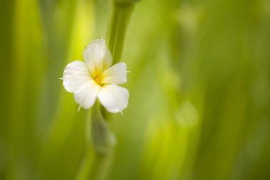 yeşil zemin üzerine beyaz çiçek
