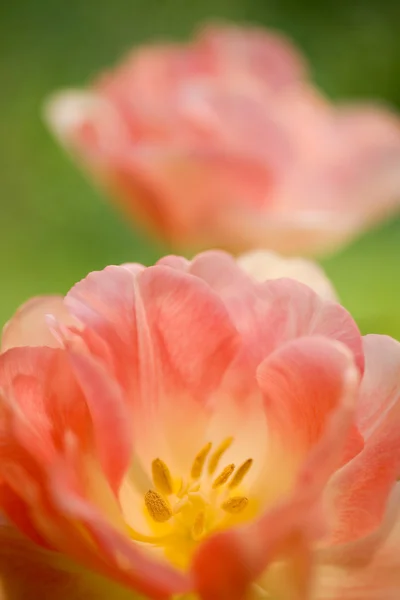 Dos tulipanes rosados sobre fondo verde — Foto de Stock