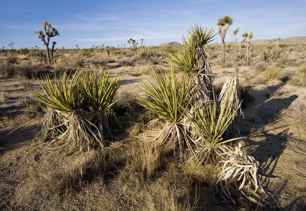 Joshua Tree National Park — Stock Photo, Image